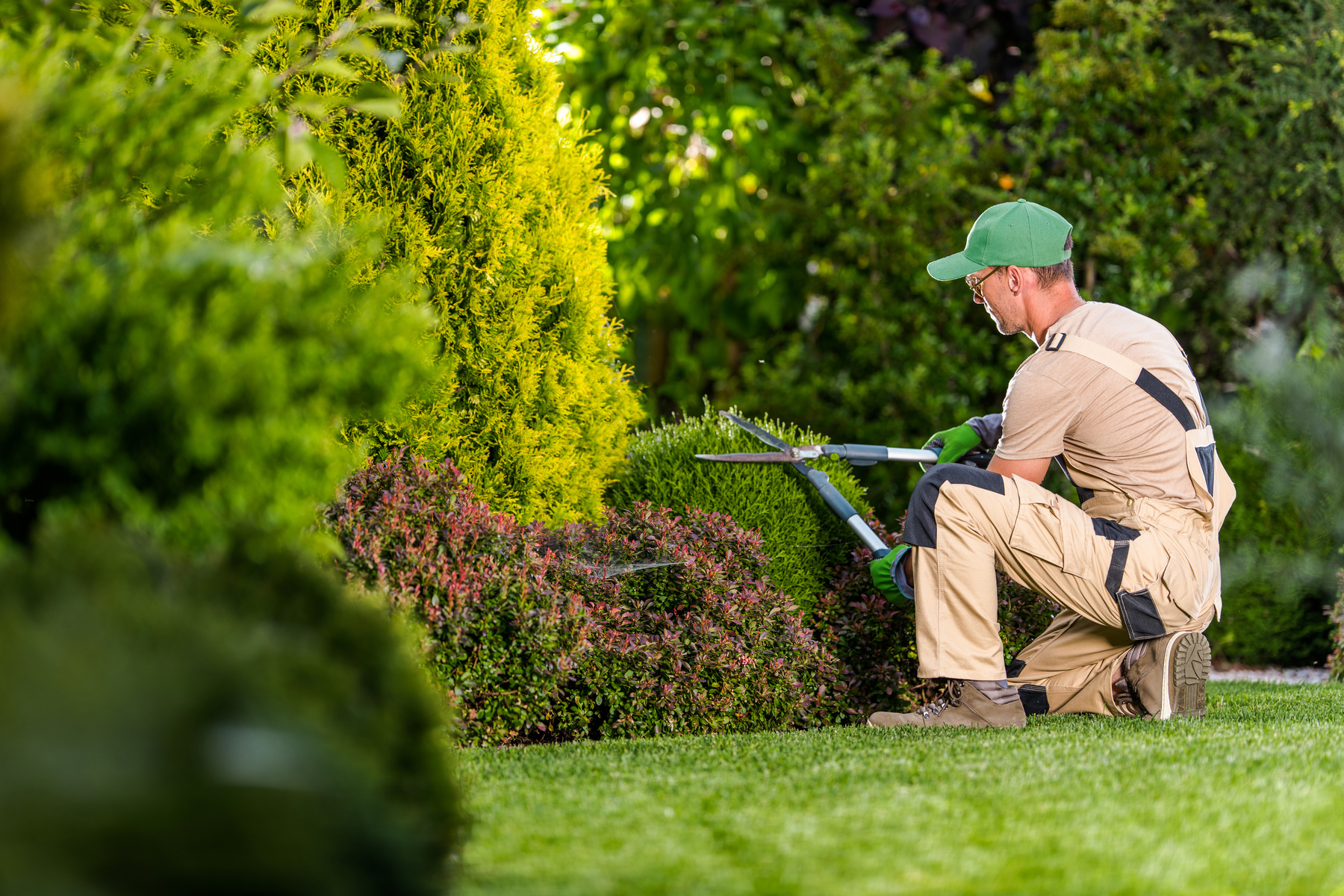 Garden Shrubs Maintenance