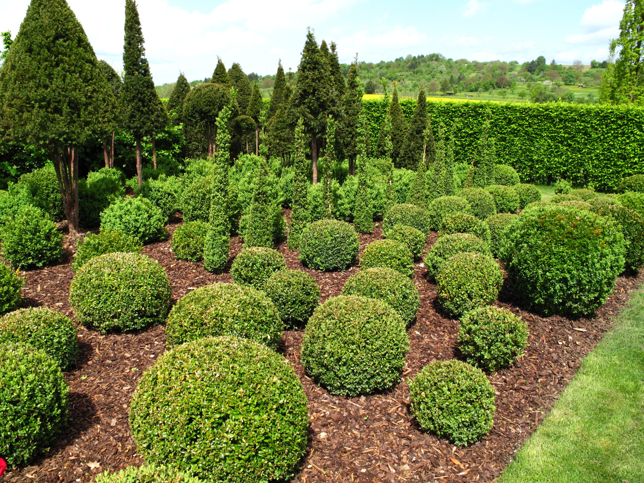 Buxus balls for sale